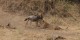 Tanzanie - 2010-09 - 312 - Tarangire - Attaque de gnou par les lionnes